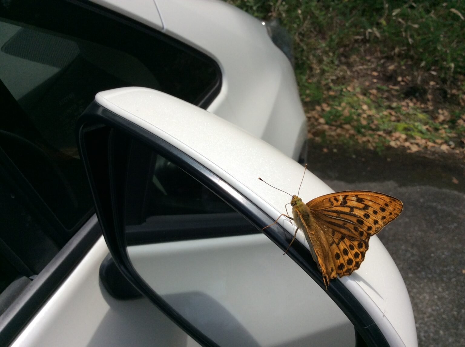 車に虫が寄ってくるのはナゼ? 汚れの落とし方や対策について 振り返れば輝く愛車! 車に虫が寄ってくるのはナゼ? 汚れの落とし方や対策について 振り返れば輝く愛車!